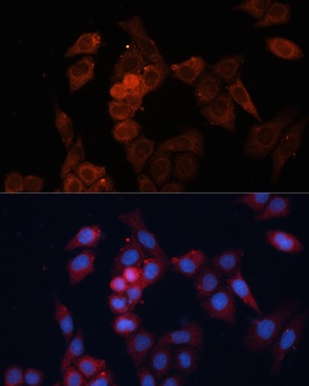 HSPB1 Antibody, KO Validated