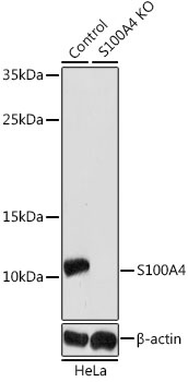 S100A4 Antibody, KO Validated