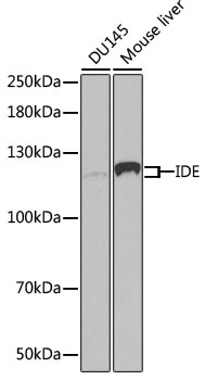 IDE Antibody, KO Validated