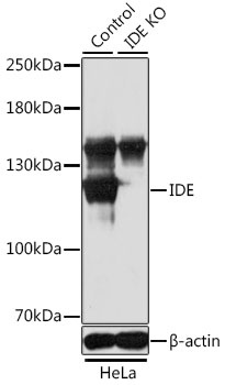 IDE Antibody, KO Validated