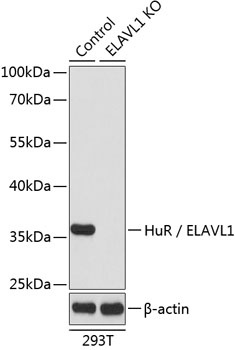 ELAVL1 Antibody