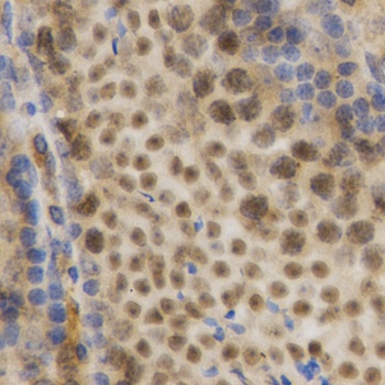 ELAVL1 Antibody