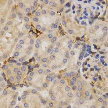 ELAVL1 Antibody