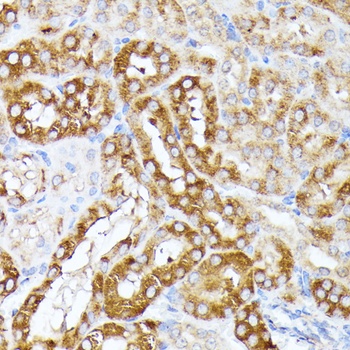 ELAVL1 Antibody