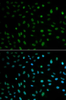 ELAVL1 Antibody