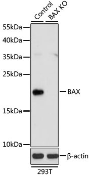 BAX Antibody