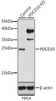 PDCD10 Antibody, KO Validated