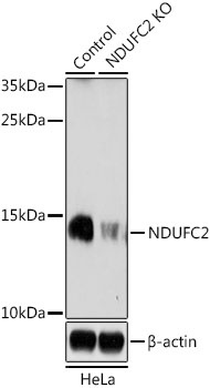 NDUFC2 Antibody, KO Validated