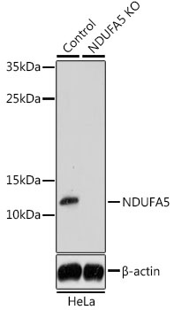 NDUFA5 Antibody