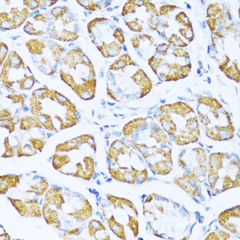NDUFA5 Antibody