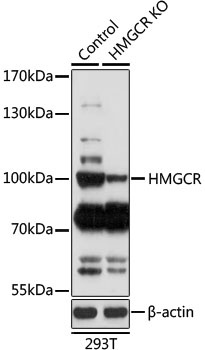 HMGCR Antibody, KO Validated