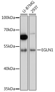 EGLN1 Antibody, KO Validated