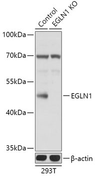 EGLN1 Antibody, KO Validated