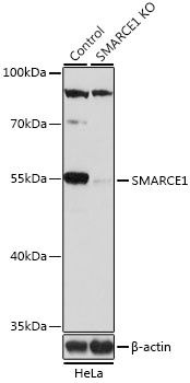 SMARCE1 Antibody, KO Validated