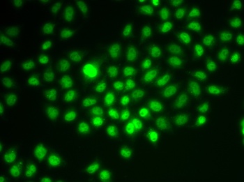 SMARCE1 Antibody, KO Validated