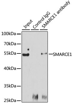 SMARCE1 Antibody, KO Validated