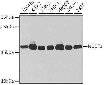 NUDT1 Antibody, KO Validated