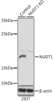 NUDT1 Antibody