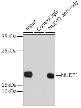 NUDT1 Antibody, KO Validated