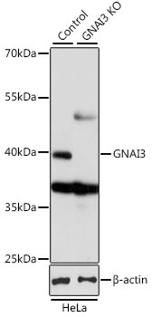 GNAI3 Antibody, KO Validated
