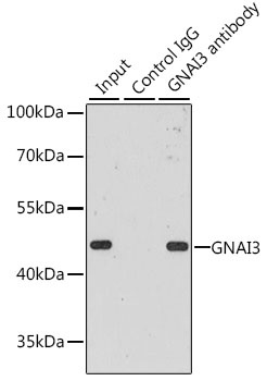 GNAI3 Antibody, KO Validated