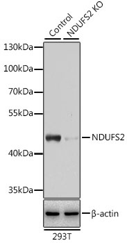 NDUFS2 Antibody