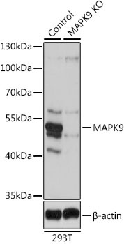 MAPK9 Antibody
