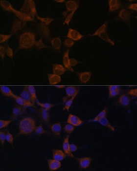 PRKAB1 Antibody, KO Validated