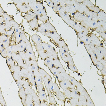 ANXA2 Antibody, KO Validated