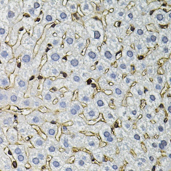 ANXA2 Antibody, KO Validated