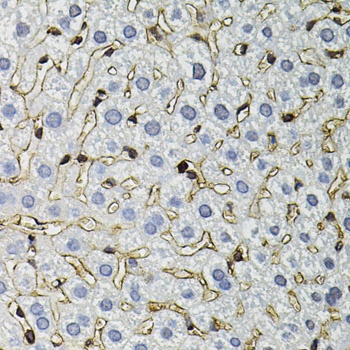 ANXA2 Antibody