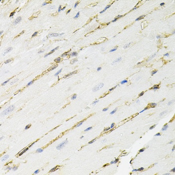 ANXA2 Antibody