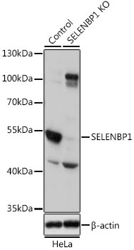 SELENBP1 Antibody, KO Validated