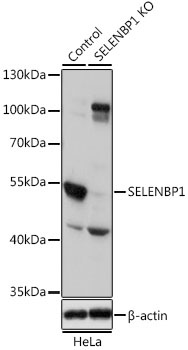 SELENBP1 Antibody