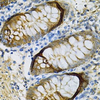 SELENBP1 Antibody, KO Validated