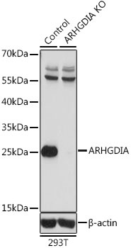 ARHGDIA Antibody