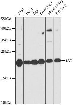 BAX Antibody