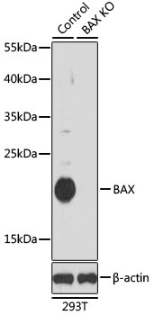 BAX Antibody