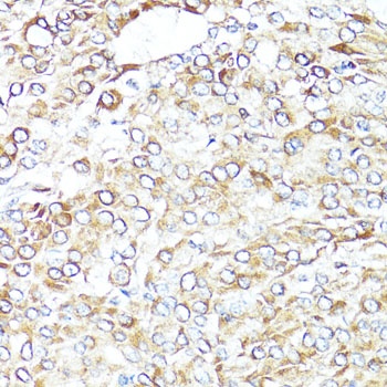 BAX Antibody