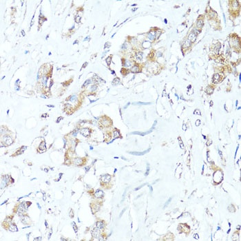 BAX Antibody