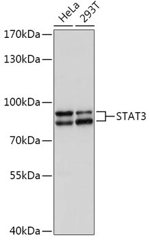 STAT3 Antibody