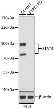 STAT3 Antibody