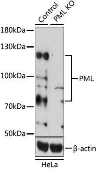 PML Antibody, KO Validated