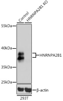 HNRNPA2B1 Antibody, KO Validated