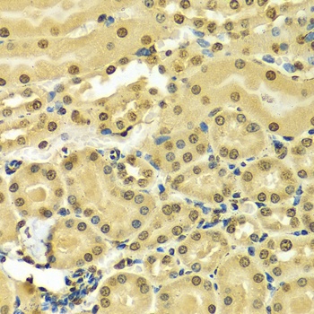 HNRNPA2B1 Antibody, KO Validated