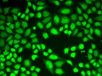 KDM1A Antibody