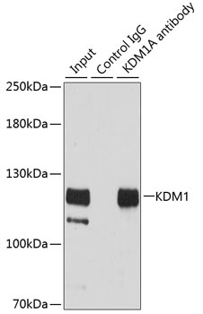 KDM1A Antibody