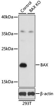 BAX Antibody