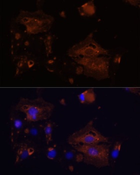 BAX Antibody