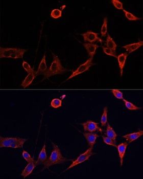 BAX Antibody